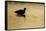 Avocet (Recurvirostra Avosetta) Silhouetted in Water at Sunrise, Brownsea Island, Dorset, UK-Bertie Gregory-Framed Stretched Canvas