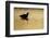 Avocet (Recurvirostra Avosetta) Silhouetted in Water at Sunrise, Brownsea Island, Dorset, UK-Bertie Gregory-Framed Photographic Print