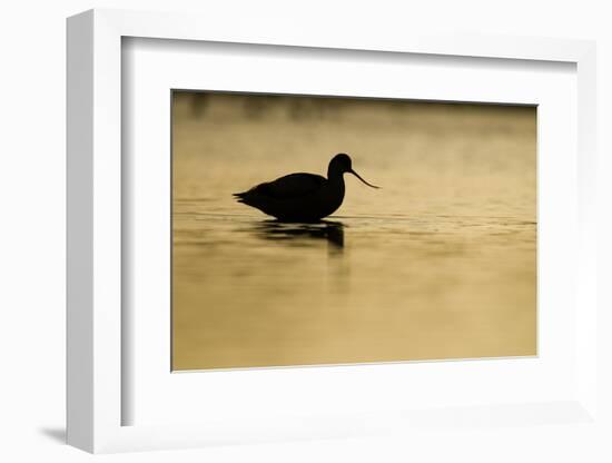 Avocet (Recurvirostra Avosetta) Silhouetted in Water at Sunrise, Brownsea Island, Dorset, UK-Bertie Gregory-Framed Photographic Print