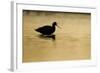 Avocet (Recurvirostra Avosetta) Silhouetted in Water at Sunrise, Brownsea Island, Dorset, UK-Bertie Gregory-Framed Photographic Print