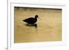 Avocet (Recurvirostra Avosetta) Silhouetted in Water at Sunrise, Brownsea Island, Dorset, UK-Bertie Gregory-Framed Photographic Print