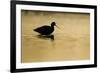 Avocet (Recurvirostra Avosetta) Silhouetted in Water at Sunrise, Brownsea Island, Dorset, UK-Bertie Gregory-Framed Photographic Print