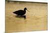 Avocet (Recurvirostra Avosetta) Silhouetted in Water at Sunrise, Brownsea Island, Dorset, UK-Bertie Gregory-Mounted Photographic Print