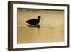 Avocet (Recurvirostra Avosetta) Silhouetted in Water at Sunrise, Brownsea Island, Dorset, UK-Bertie Gregory-Framed Photographic Print