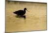 Avocet (Recurvirostra Avosetta) Silhouetted in Water at Sunrise, Brownsea Island, Dorset, UK-Bertie Gregory-Mounted Photographic Print