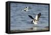 Avocet (Recurvirostra Avosetta) Trying to Drive Shelduck (Tadorna Tadorna) Pair Away, Kent, UK-Terry Whittaker-Framed Stretched Canvas