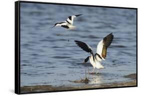 Avocet (Recurvirostra Avosetta) Trying to Drive Shelduck (Tadorna Tadorna) Pair Away, Kent, UK-Terry Whittaker-Framed Stretched Canvas