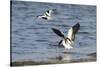 Avocet (Recurvirostra Avosetta) Trying to Drive Shelduck (Tadorna Tadorna) Pair Away, Kent, UK-Terry Whittaker-Stretched Canvas