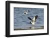 Avocet (Recurvirostra Avosetta) Trying to Drive Shelduck (Tadorna Tadorna) Pair Away, Kent, UK-Terry Whittaker-Framed Photographic Print