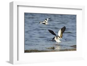 Avocet (Recurvirostra Avosetta) Trying to Drive Shelduck (Tadorna Tadorna) Pair Away, Kent, UK-Terry Whittaker-Framed Photographic Print