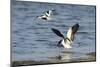 Avocet (Recurvirostra Avosetta) Trying to Drive Shelduck (Tadorna Tadorna) Pair Away, Kent, UK-Terry Whittaker-Mounted Photographic Print