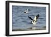 Avocet (Recurvirostra Avosetta) Trying to Drive Shelduck (Tadorna Tadorna) Pair Away, Kent, UK-Terry Whittaker-Framed Photographic Print