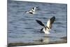 Avocet (Recurvirostra Avosetta) Trying to Drive Shelduck (Tadorna Tadorna) Pair Away, Kent, UK-Terry Whittaker-Mounted Photographic Print