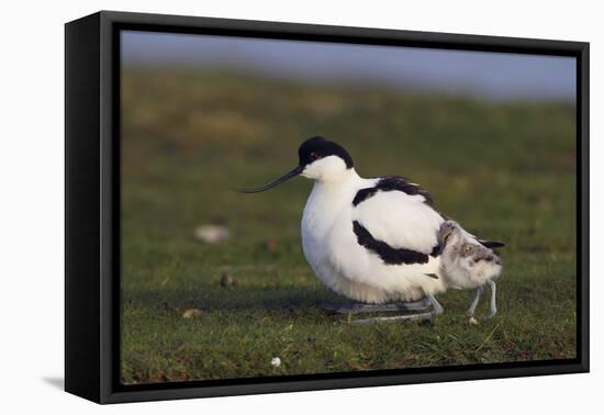 Avocet (Recurvirostra Avosetta) with Chick, Texel, Netherlands, May 2009-Peltomäki-Framed Stretched Canvas