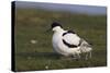 Avocet (Recurvirostra Avosetta) with Chick, Texel, Netherlands, May 2009-Peltomäki-Stretched Canvas