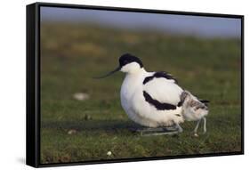 Avocet (Recurvirostra Avosetta) with Chick, Texel, Netherlands, May 2009-Peltomäki-Framed Stretched Canvas