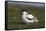 Avocet (Recurvirostra Avosetta) with Chick, Texel, Netherlands, May 2009-Peltomäki-Framed Stretched Canvas