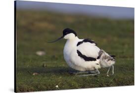 Avocet (Recurvirostra Avosetta) with Chick, Texel, Netherlands, May 2009-Peltomäki-Stretched Canvas