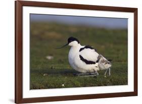 Avocet (Recurvirostra Avosetta) with Chick, Texel, Netherlands, May 2009-Peltomäki-Framed Photographic Print