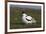 Avocet (Recurvirostra Avosetta) with Chick, Texel, Netherlands, May 2009-Peltomäki-Framed Photographic Print