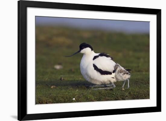 Avocet (Recurvirostra Avosetta) with Chick, Texel, Netherlands, May 2009-Peltomäki-Framed Photographic Print