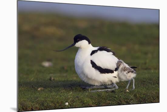 Avocet (Recurvirostra Avosetta) with Chick, Texel, Netherlands, May 2009-Peltomäki-Mounted Photographic Print