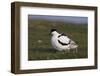 Avocet (Recurvirostra Avosetta) with Chick, Texel, Netherlands, May 2009-Peltomäki-Framed Photographic Print