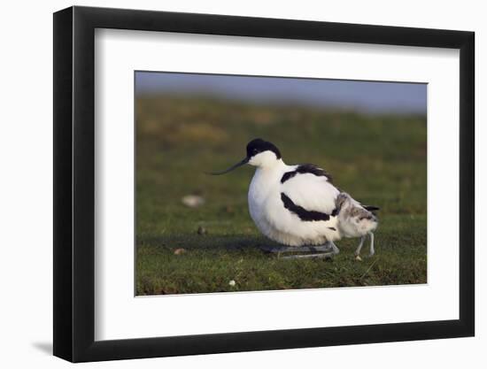 Avocet (Recurvirostra Avosetta) with Chick, Texel, Netherlands, May 2009-Peltomäki-Framed Photographic Print