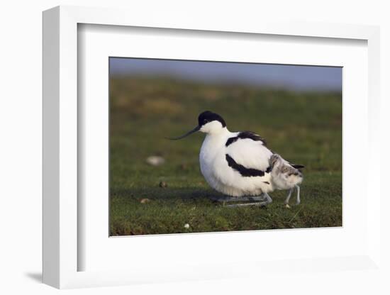 Avocet (Recurvirostra Avosetta) with Chick, Texel, Netherlands, May 2009-Peltomäki-Framed Photographic Print