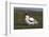 Avocet (Recurvirostra Avosetta) with Chick, Texel, Netherlands, May 2009-Peltomäki-Framed Photographic Print