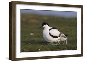 Avocet (Recurvirostra Avosetta) with Chick, Texel, Netherlands, May 2009-Peltomäki-Framed Photographic Print