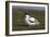 Avocet (Recurvirostra Avosetta) with Chick, Texel, Netherlands, May 2009-Peltomäki-Framed Photographic Print