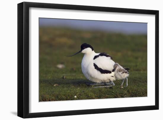 Avocet (Recurvirostra Avosetta) with Chick, Texel, Netherlands, May 2009-Peltomäki-Framed Photographic Print