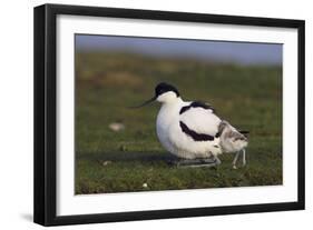 Avocet (Recurvirostra Avosetta) with Chick, Texel, Netherlands, May 2009-Peltomäki-Framed Photographic Print