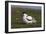 Avocet (Recurvirostra Avosetta) with Chick, Texel, Netherlands, May 2009-Peltomäki-Framed Photographic Print