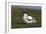 Avocet (Recurvirostra Avosetta) with Chick, Texel, Netherlands, May 2009-Peltomäki-Framed Photographic Print