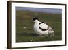 Avocet (Recurvirostra Avosetta) with Chick, Texel, Netherlands, May 2009-Peltomäki-Framed Photographic Print