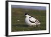 Avocet (Recurvirostra Avosetta) with Chick, Texel, Netherlands, May 2009-Peltomäki-Framed Photographic Print