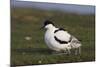 Avocet (Recurvirostra Avosetta) with Chick, Texel, Netherlands, May 2009-Peltomäki-Mounted Photographic Print