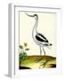 Avocet, Recurvitostra Avosetta-Georges-Louis Buffon-Framed Giclee Print