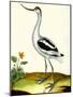 Avocet, Recurvitostra Avosetta-Georges-Louis Buffon-Mounted Giclee Print