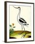 Avocet, Recurvitostra Avosetta-Georges-Louis Buffon-Framed Giclee Print