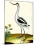 Avocet, Recurvitostra Avosetta-Georges-Louis Buffon-Mounted Giclee Print