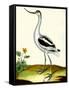 Avocet, Recurvitostra Avosetta-Georges-Louis Buffon-Framed Stretched Canvas