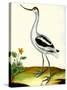 Avocet, Recurvitostra Avosetta-Georges-Louis Buffon-Stretched Canvas