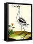 Avocet, Recurvitostra Avosetta-Georges-Louis Buffon-Framed Stretched Canvas