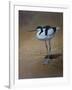 Avocet-Michael Jackson-Framed Giclee Print