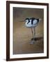 Avocet-Michael Jackson-Framed Giclee Print