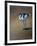 Avocet-Michael Jackson-Framed Giclee Print