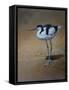 Avocet-Michael Jackson-Framed Stretched Canvas